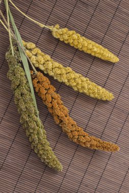 Sarı, yeşil ve kırmızı kulakları darı. Tahıl darı. Kahverengi adam