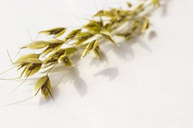 Yulaf bahar beyaz zemin üzerinde. Yakın çekim. Top vie