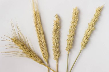 Beyaz bir arka plan üzerinde yaylar buğday. Yakın çekim. Top vie