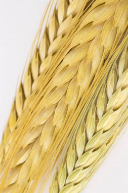 Beyaz bir arka plan üzerinde yaylar buğday. Yakın çekim. Top vie