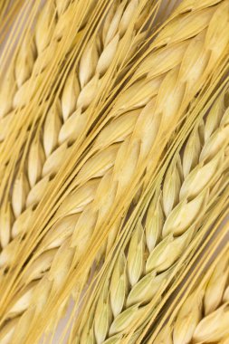 Beyaz bir arka plan üzerinde yaylar buğday. Yakın çekim. Top vie