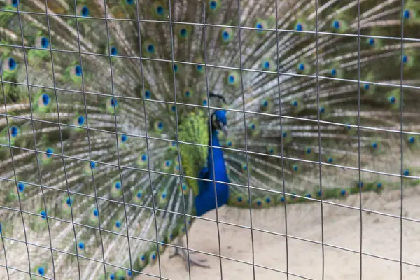 Pfau Blick Durch Das Gitter Unschärfe Hintergrundinformation — Stockfoto