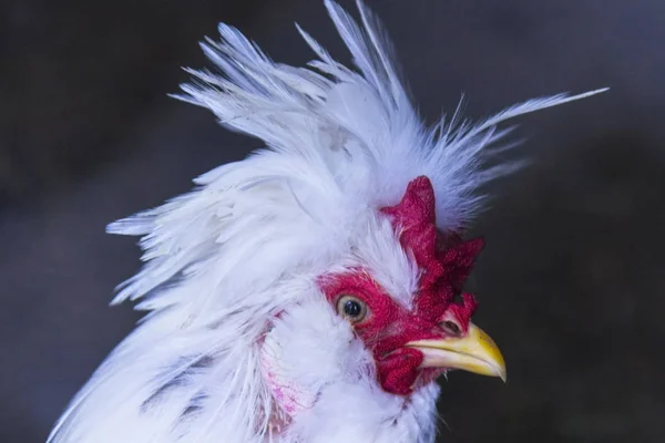 Head of a cock with a red comb and a long yellow beak