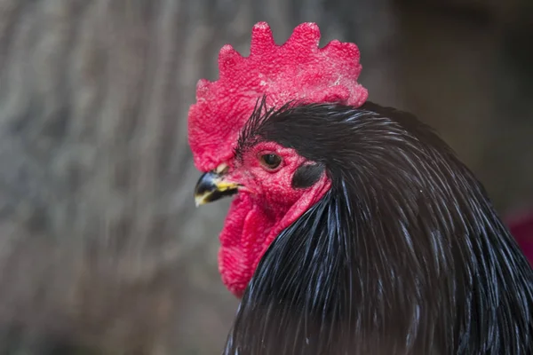 Head of a cock with black feathers and a red comb