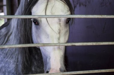 Hüzünlü gözleri ile bir at Başkanı