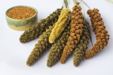 Sarı, yeşil ve kırmızı kulakları darı. Tahıl darı. Beyaz adam