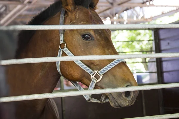 Head of a horse with sad eyes