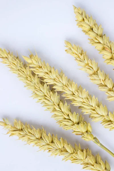 Springs Wheat White Backgroun — Stock Photo, Image