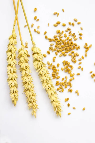 Grains Springs Wheat White Background Top Vie — Stock Photo, Image