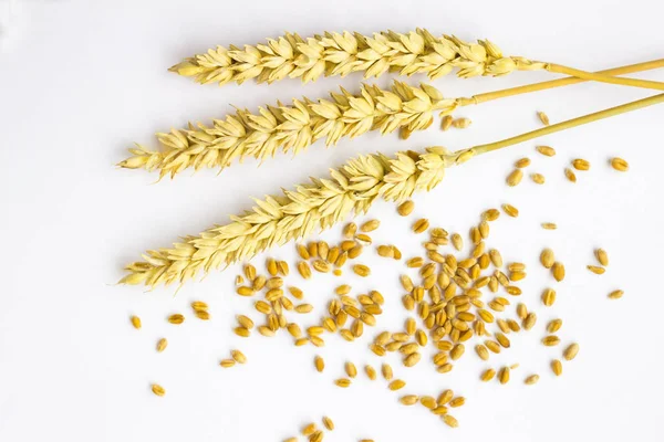 Grains Springs Wheat White Background Top Vie — Stock Photo, Image