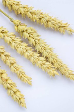 Beyaz bir adam üzerinde buğday yaylar