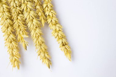 Beyaz bir adam üzerinde buğday yaylar