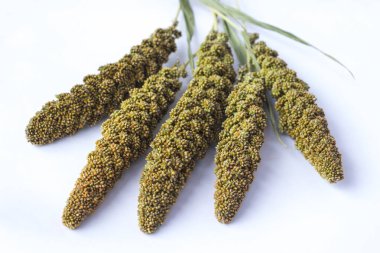 Beyaz arka plan üzerinde darı geen kulakları. Top vie