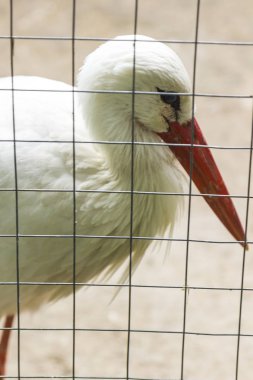 Beyaz leylek kırmızı gagası ile. Bir görünümü ile bir metal ızgara. Bulanıklık