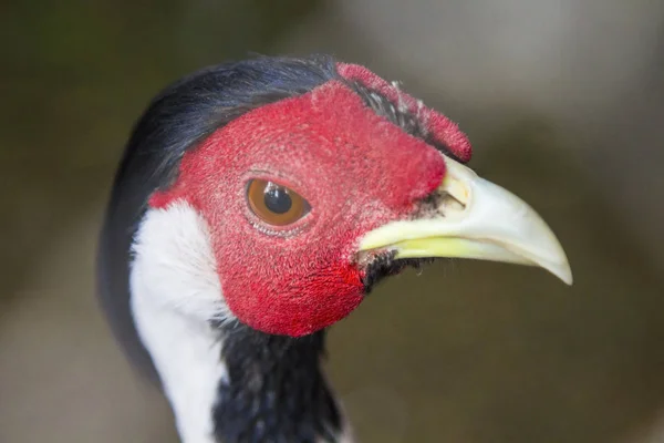 The head of a chicken with red and black feathers with a long beak. Blur