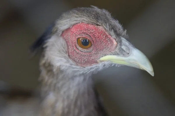 Head of a cock with a red comb and long beak. View through the grate. Blur