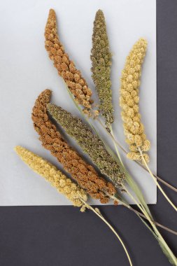 Dal darı siyah bir zemin üzerine.