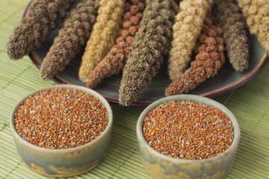 Sarı, yeşil ve kırmızı kulakları darı. Tahıl darı. Yeşil adam