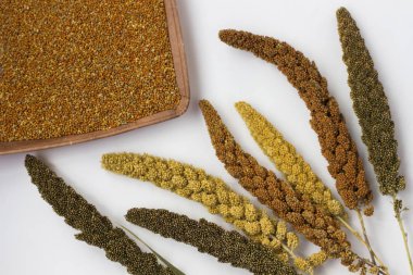 Sarı, yeşil ve kırmızı kulakları darı. Tahıl darı. Beyaz adam