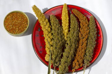  Darı kırmızı plaka üzerinde sarı, yeşil ve kırmızı kulaklar. Beyaz arka plan. Üstten görünüm