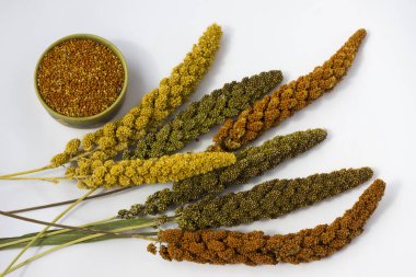 Sarı, yeşil ve kırmızı kulakları darı. Tahıl darı. Beyaz adam