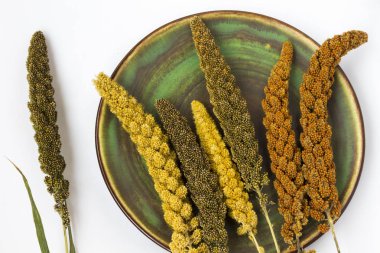 Sarı ve yeşil kulakları darı yeşil bir plaka üzerinde. Beyaz arka plan. Üstten görünüm