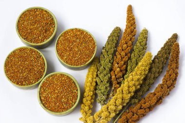 Sarı, yeşil ve kırmızı kulakları darı. Tahıl darı. Beyaz adam