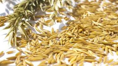 Beyaz bir adam olarak yulaf ve Yulaf tanesi bahar