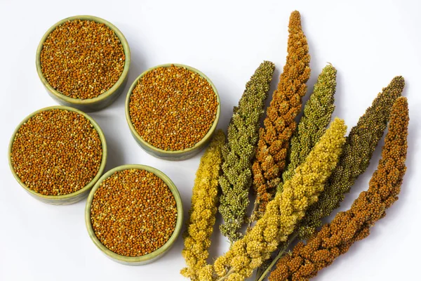 Sarı, yeşil ve kırmızı kulakları darı. Tahıl darı. Beyaz adam