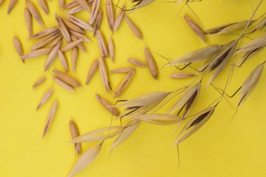 Yulaf ve sarı bir arka plan üzerinde Yulaf tanesi fışkın. Yatay olarak