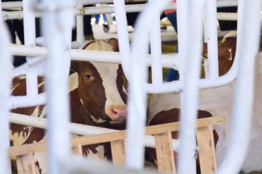 Bir metal çit arkasında hüzünlü gözleri ile inek