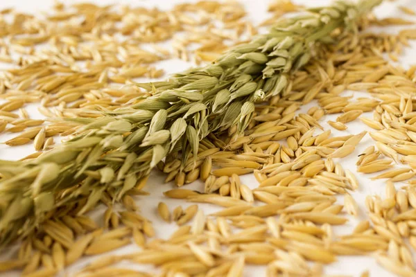 Una Ramita Verde Avena Granos Amarillos Avena Sobre Fondo Blanco — Foto de Stock