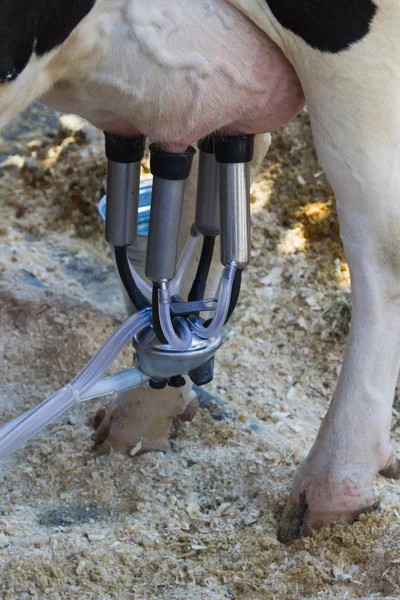 搾乳機で牛の乳搾り — ストック写真