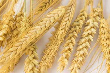 Beyaz bir adam üzerinde farklı buğday çeşitleri yaylar