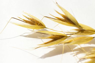 Beyaz bir arka plan üzerinde yulaf sapı. Gölgeler. Yakın çekim