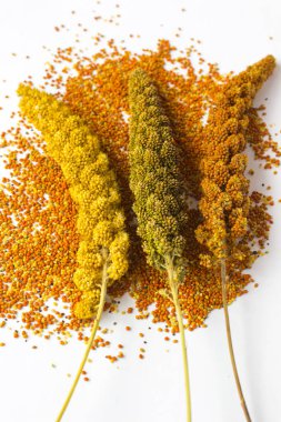 Dal darı beyaz bir arka plan üzerinde farklı çeşitleri