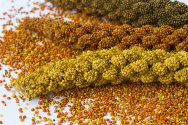 Dal darı beyaz bir arka plan üzerinde farklı çeşitleri