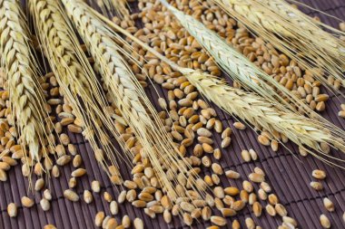 Tahıl, buğday ve arpa kahverengi adam üzerinde sivri