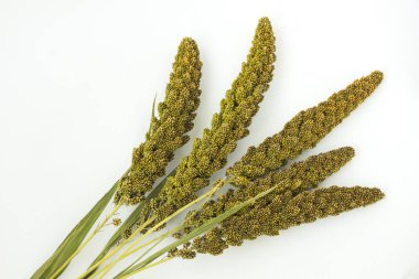 Darı beyaz zemin üzerine yeşil kulakları