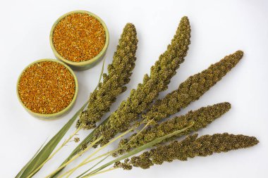 Darı ve darı beyaz bir arka plan üzerinde taneleri yeşil çırpı