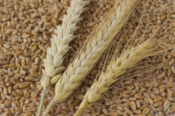 Spikes of wheat and barley. Wheat grains