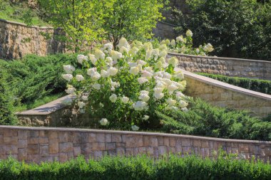 Yeşil çalılar ve ağaçlar tarafından çevrili beyaz ortanca