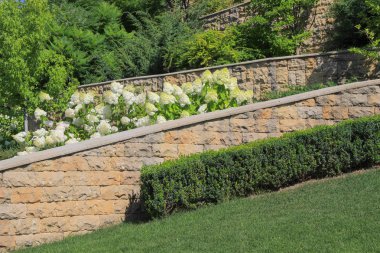 Beyaz ortanca ve doğal taş duvardan bir arka plan üzerinde yeşil çalılar