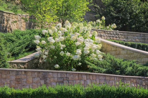 Yeşil çalılar ve ağaçlar tarafından çevrili beyaz ortanca