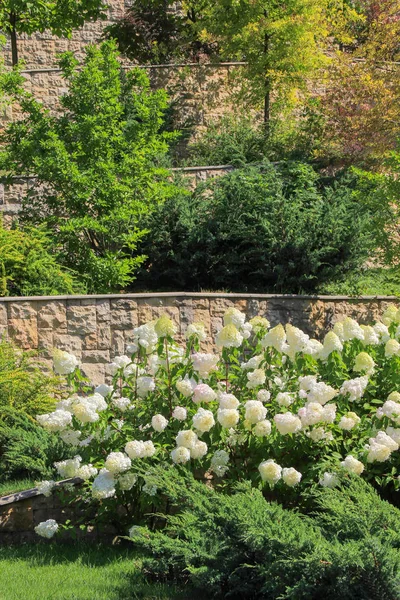 Beyaz ortanca ve yeşil çalılar. Doğal taş duvar