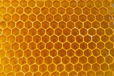 Balmumu sarı petek yakın çekim