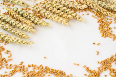 spikelets buğday ve tahıl beyaz zemin üzerine