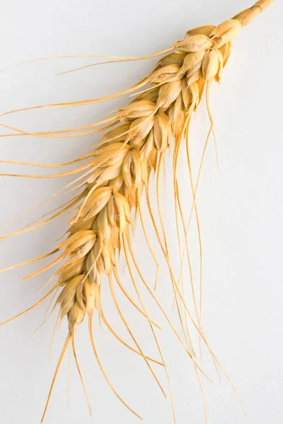 Beyaz arka plan üzerinde buğday spikelet. Portre. Üstten Görünüm