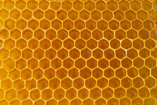 Wax Yellow Honeycomb Close — Stock Photo, Image