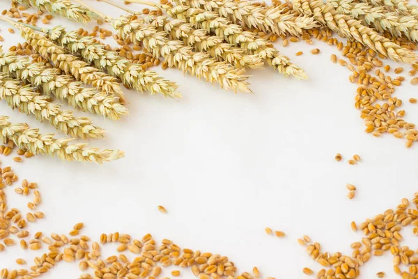 spikelets buğday ve tahıl beyaz zemin üzerine